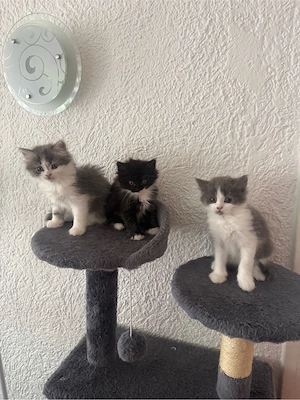 Süße flauschige Babykatzen suchen ein Zuhause