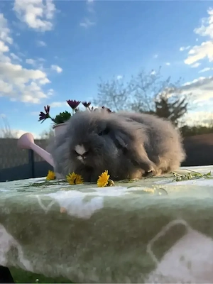 Lionlop Zwergwidder Kaninchen Hasen Rammler 