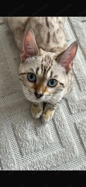 Reinrassige Snow Bengal Mädchen suchen ein liebevolles Zuhause