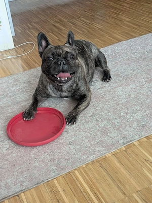 Französische Bulldogge  HÜNDIN 