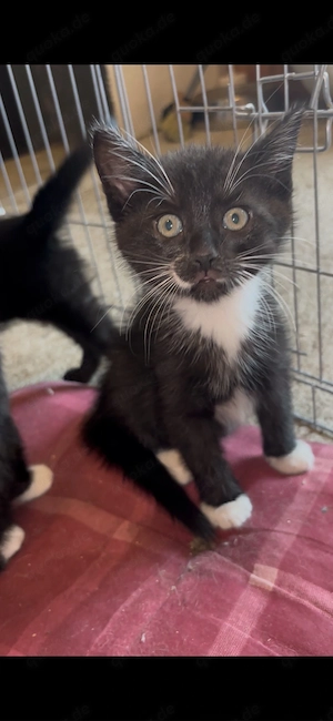 Einen süße Kater-Kitten zu verkaufen