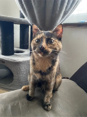 Bkh Mix Mädchen zu verkaufen 