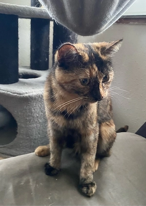 Bkh Mix Mädchen zu verkaufen 