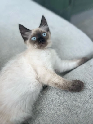 Heilige Birma Kitten 