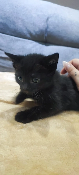 Unsere BKH-Mix Kitten suchen ihr Fürimmerzuhause 