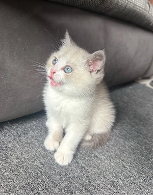 BKH Kitten