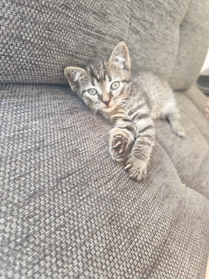 Katzenbabys suchen ein zuhause 