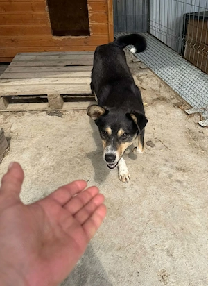 Günther -  Rüde in Sascut  Bild 8