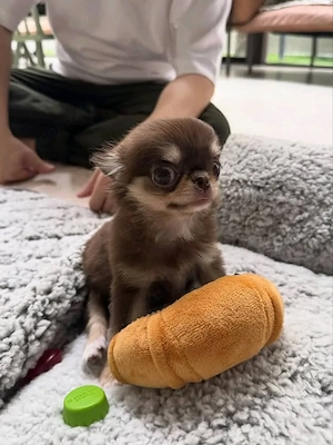 Chihuahua-Welpen abzugeben