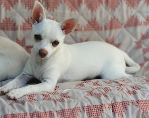 Chihuahua Welpe Hündin weiß 