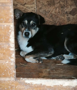 Günther -  Rüde in Sascut  Bild 9