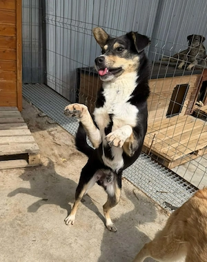 Günther -  Rüde in Sascut  Bild 3