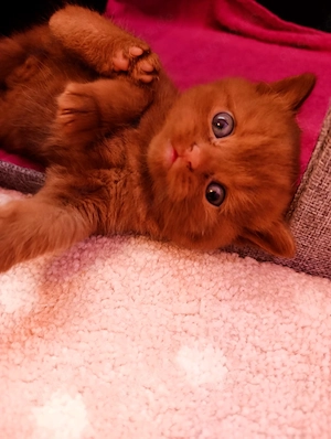 Britisch Kurzhaar Cinnamon Kitten Kater 