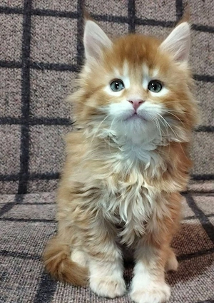 Gechippte Maine-Coon-Kätzchen