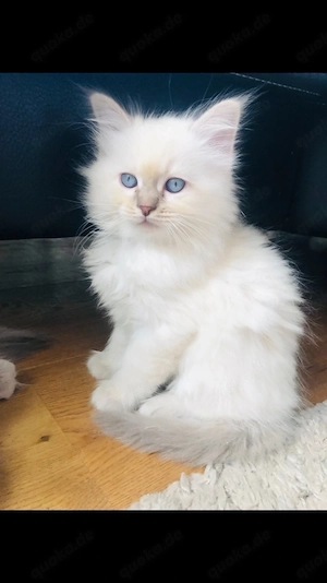 Wunderschöne Neva Masquarade Kitten (Sibirische Waldkatze)