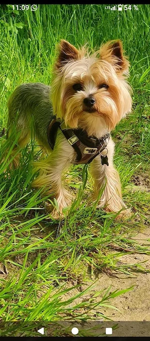 Wir suchen eine Yorkshiere Terrier 