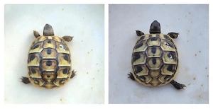 2 griechische Landschildkröten Nachzuchten Nr. 3 + Nr. 23  Bild 3