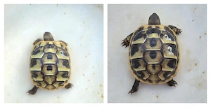 2 griechische Landschildkröten Nr.2 + Nr.22  Bild 2