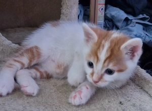 Babykatzen