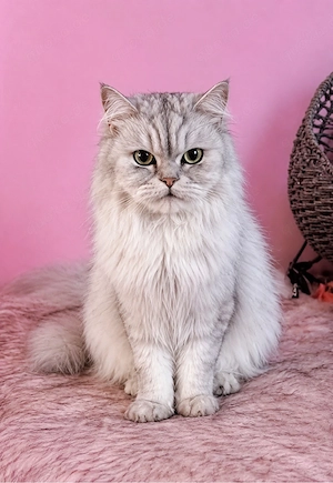 Perser Katze 