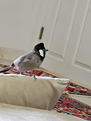 Außergewöhnlicher irakischer Bülbül   seltener Charaktervogel mit unglaublichem Vertrauen
