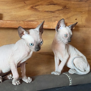 Canadian Sphynx Kitten