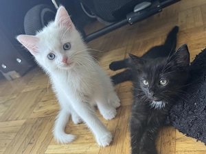 2 Süße Katzen suchen ein liebevolles Zuhause 