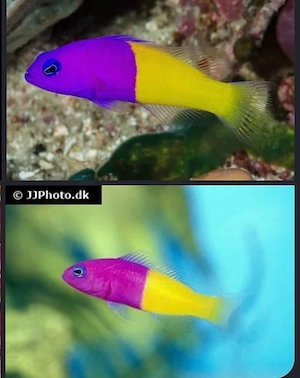 Wunderschöne Meerwasserfische   Zwergkaiser (Top-Zustand & Aktiv)