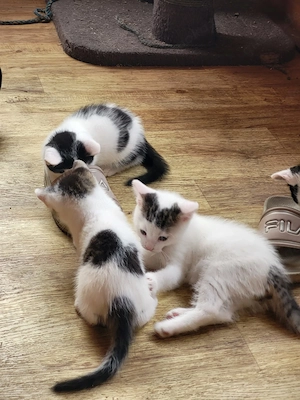 3 Süße Kater suchen ab sofort ein neues Zuhause 