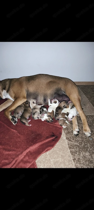 Hundewelpen 3 Weibchen 5 Rüden 