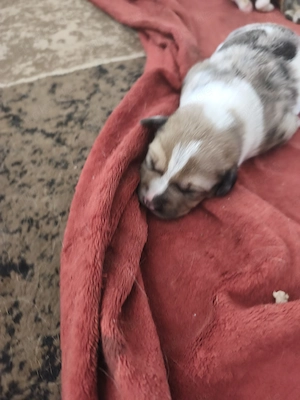 Hundewelpen 3 Weibchen 5 Rüden 