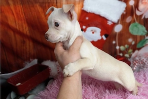 Kleiner Chihuahua