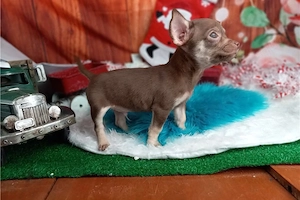 chihuahua Welpen