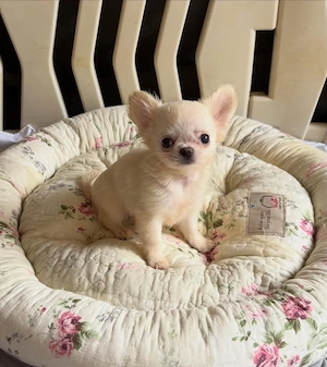Kleiner Chihuahua