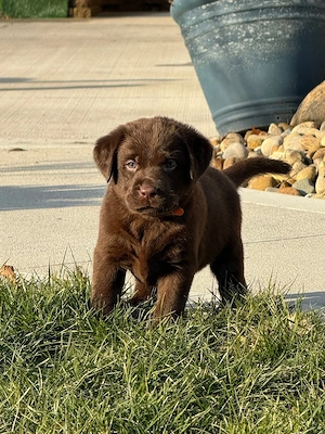 Niedliche männliche und weibliche Labrador-Retriever-Welpen 