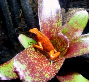 Dendrobaten, Oophaga, Ranitomeya, Phyllobates, Laubfrosch 