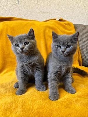 BKH Kitten
