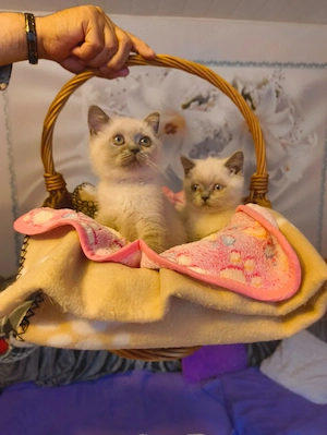 BKH Katzen 