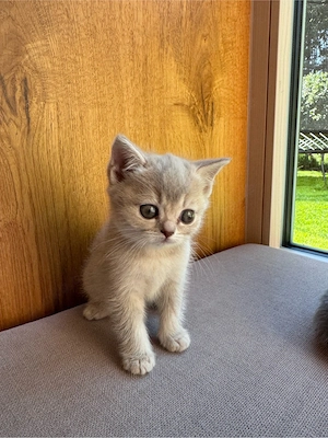 Kitten Babykatzen BKH