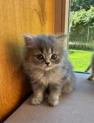 BLH Kitten