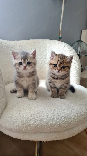 BKH kitten !