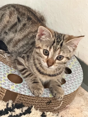 Kitten 10 Wochen  Mädchen 