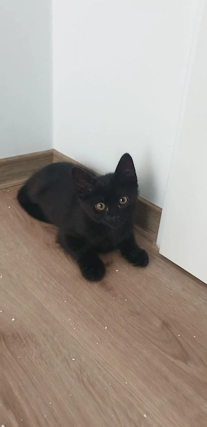 baby katze zum kaufen