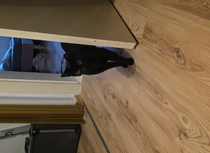 Katzen zu Verkaufen 