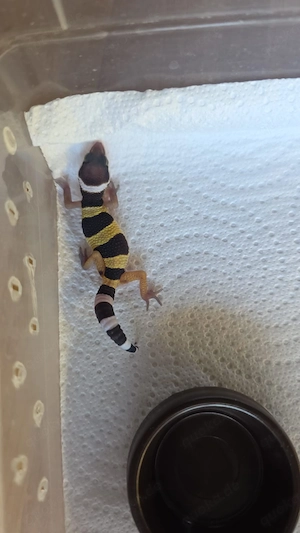 Leopardgecko Nachzuchten 