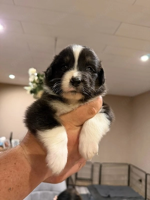 Wir haben Australian Shepherd Welpen !