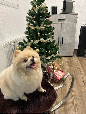 Pomeranian (Zwergspitz) Deckrüde Simba 