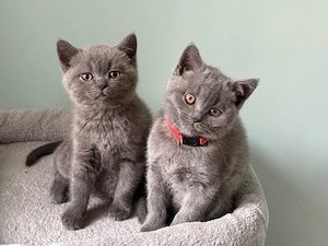 Britisch Kurzhaar Kitten 