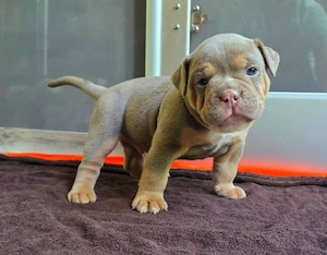 Old English Bulldog Welpen