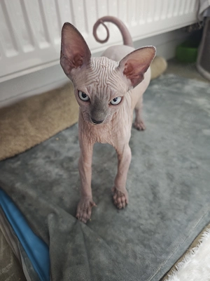 Sphynx Kitten
